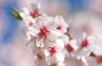 Картинка цветы цветущие+деревья+ +кустарники весна