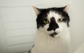 Картинка животные коты кот кошка