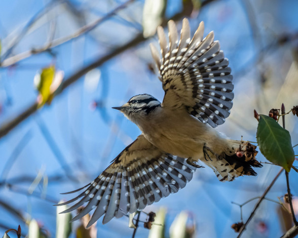 Обои картинки фото животные, птицы, птица