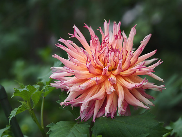 Обои картинки фото цветы, георгины, георгина