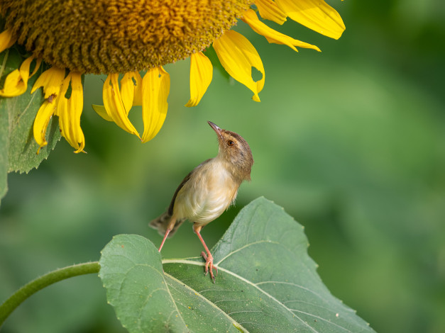 Обои картинки фото животные, птицы, птица
