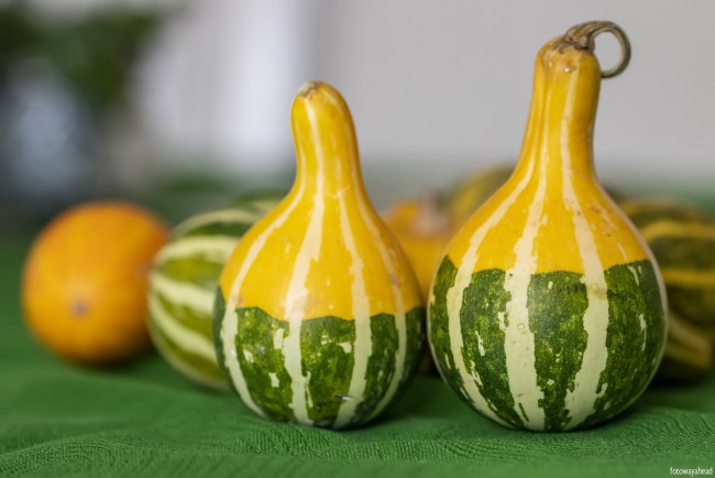 Обои картинки фото еда, тыква