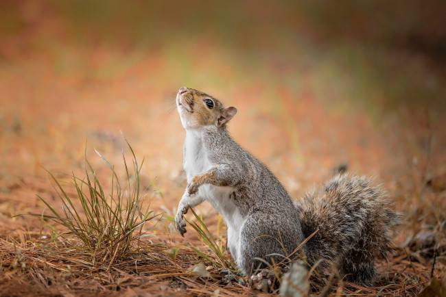 Обои картинки фото животные, белки, белка