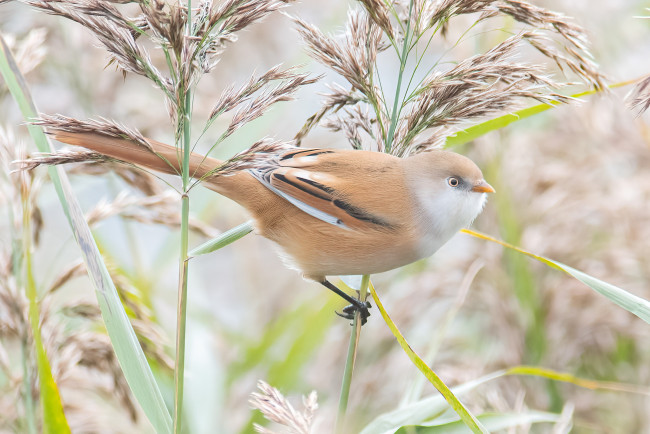 Обои картинки фото животные, синицы,  лазоревки, птица