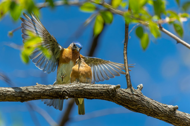 Обои картинки фото животные, синицы,  лазоревки, птицы