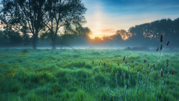 обоя english meadow in may, bedfordshire, природа, луга, english, meadow, in, may