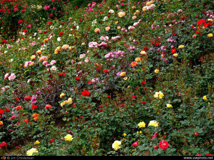 Картинка цветы розы