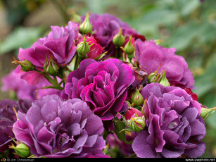 Картинка цветы розы