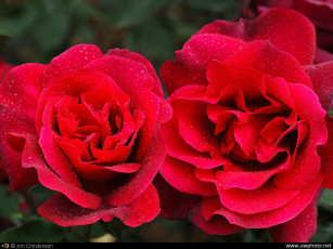 Картинка цветы розы