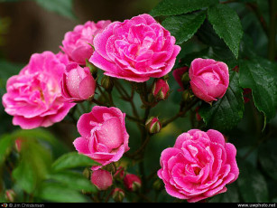 Картинка цветы розы