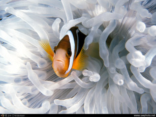 Картинка животные рыбы