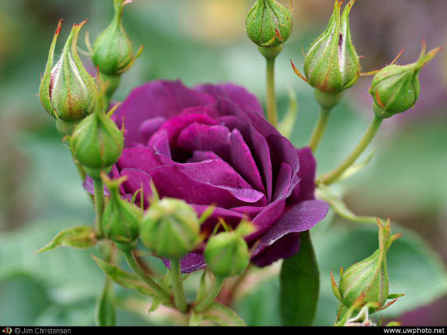 Обои картинки фото цветы, розы