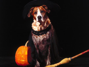 Картинка животные собаки