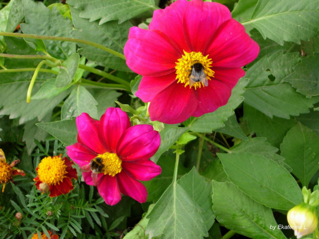 Обои картинки фото цветы, георгины