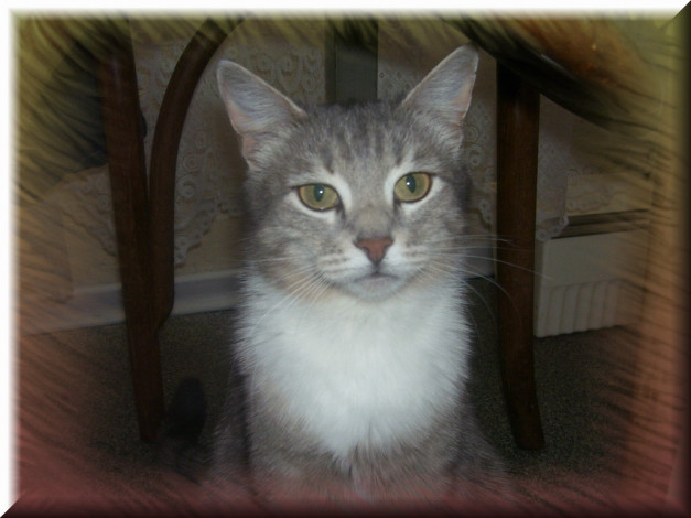 Обои картинки фото мур, лыска, животные, коты