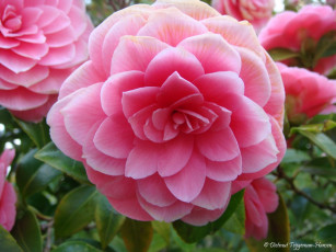 Картинка camelia цветы камелии