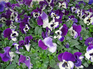 Картинка цветы анютины глазки садовые фиалки