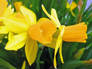 Картинка цветы нарциссы