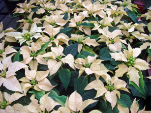 Картинка цветы пуансеттия