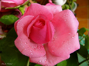 Картинка цветы розы