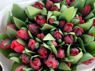 Картинка цветы тюльпаны