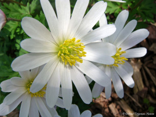 Картинка цветы ветреницы печёночницы