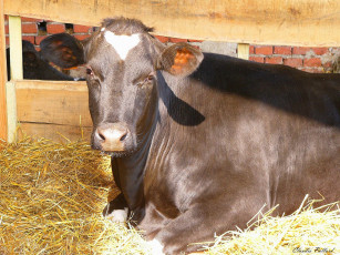 Картинка животные коровы буйволы