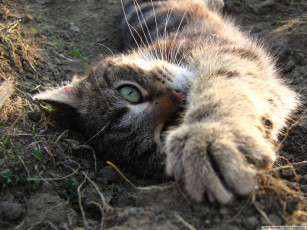 Картинка животные коты