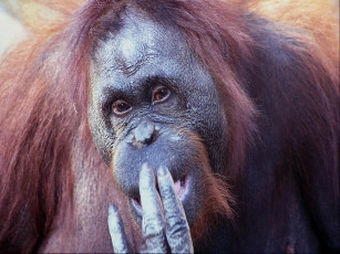 Картинка животные обезьяны