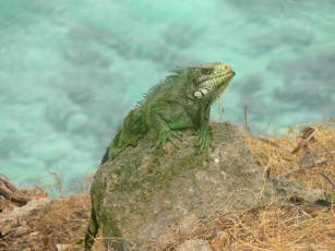 Картинка животные Ящерицы игуаны вараны