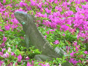 Картинка животные Ящерицы игуаны вараны