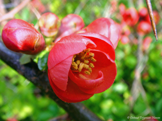 Обои картинки фото цветы, айва