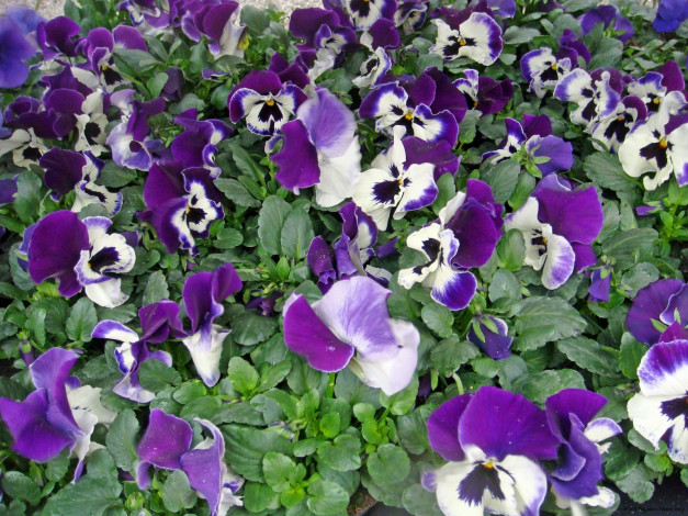 Обои картинки фото цветы, анютины, глазки, садовые, фиалки