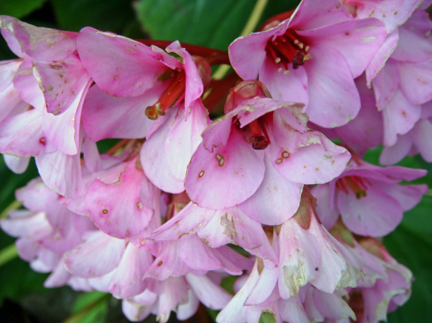 Обои картинки фото цветы, цветущие, деревья, кустарники