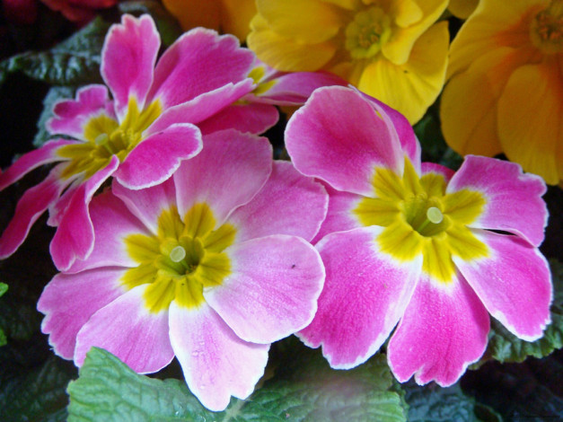 Обои картинки фото цветы, примулы