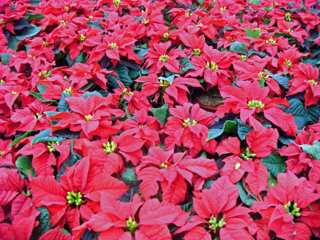 Обои картинки фото цветы, пуансеттия