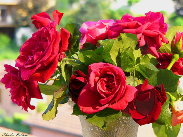 Обои картинки фото цветы, розы