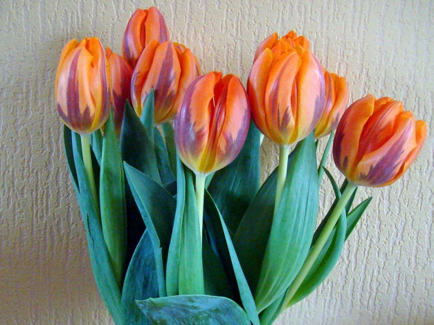 Обои картинки фото цветы, тюльпаны