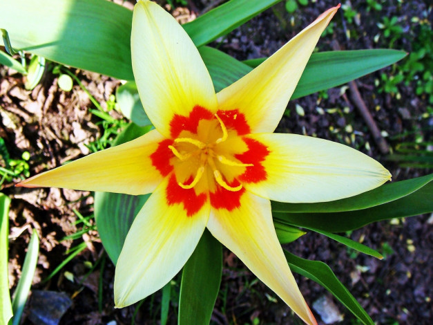 Обои картинки фото цветы, тюльпаны