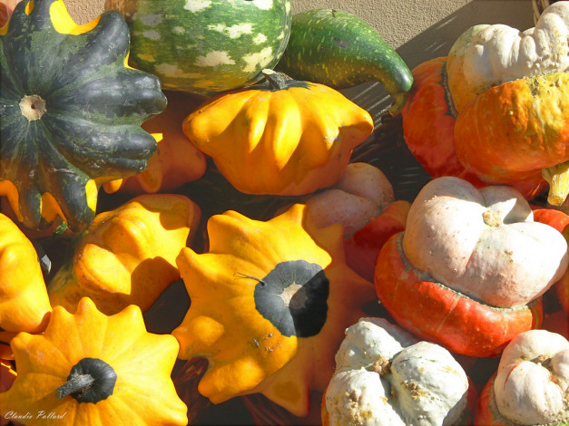 Обои картинки фото еда, кабачки, цуккини, патиссоны