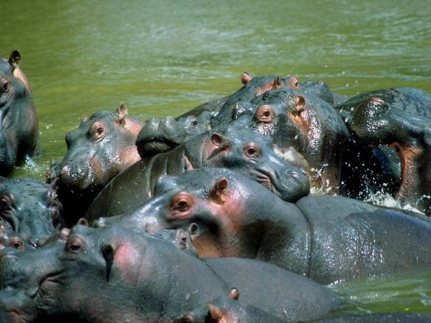 Обои картинки фото животные, бегемоты