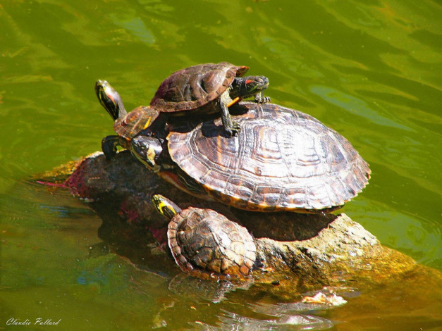 Обои картинки фото животные, Черепахи