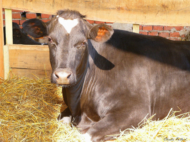 Обои картинки фото животные, коровы, буйволы