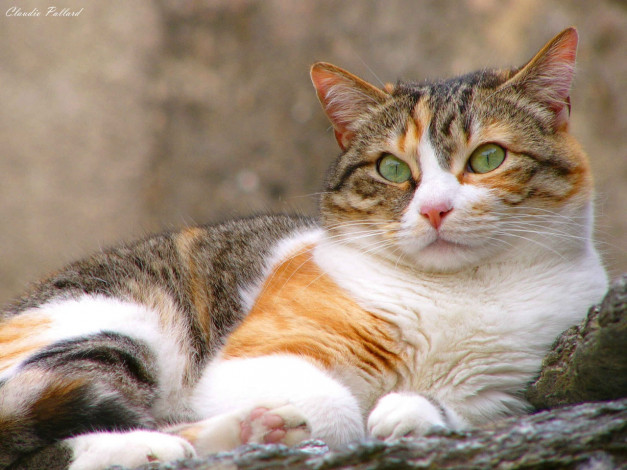 Обои картинки фото животные, коты