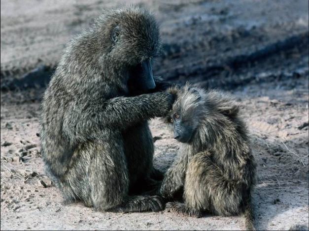 Обои картинки фото животные, обезьяны