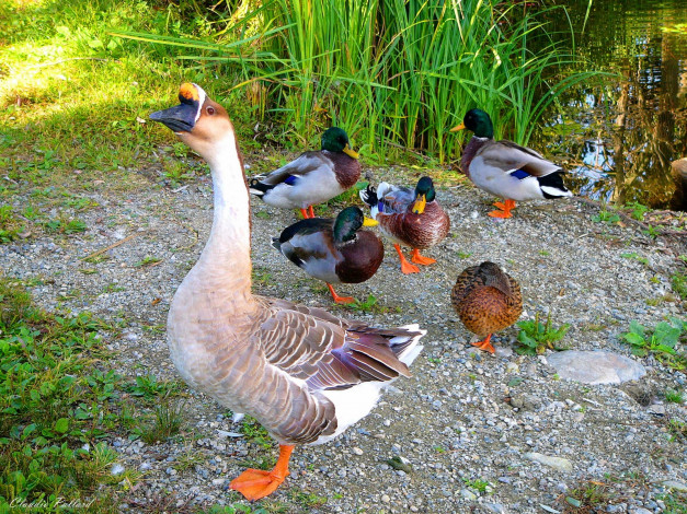 Обои картинки фото животные, птицы