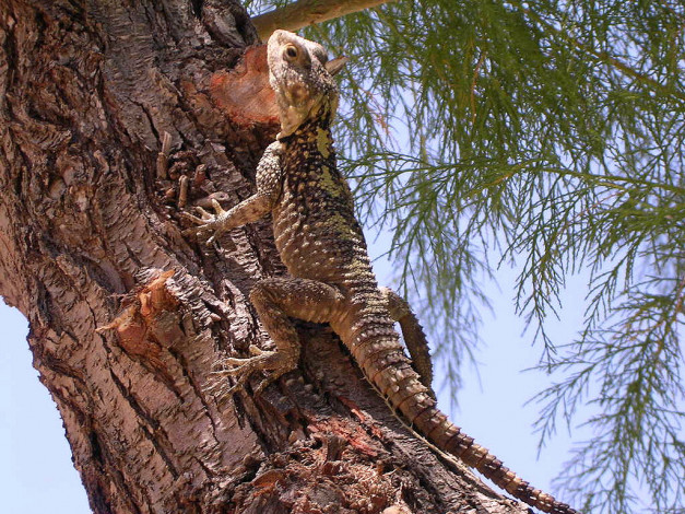 Обои картинки фото животные, Ящерицы, игуаны, вараны