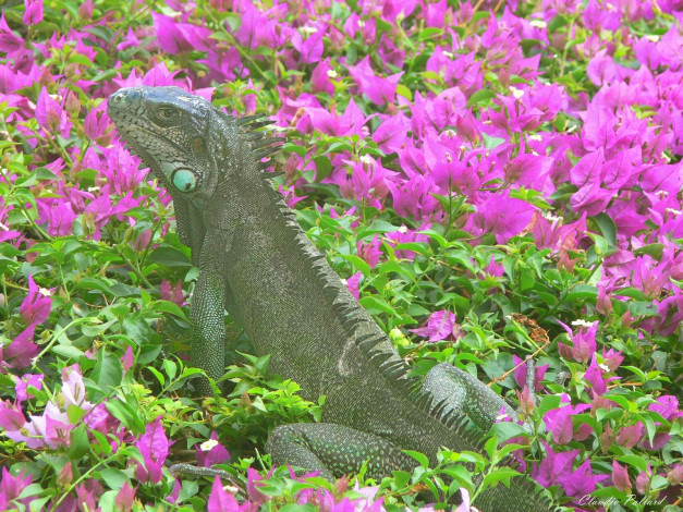 Обои картинки фото животные, Ящерицы, игуаны, вараны