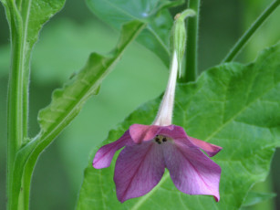 Картинка цветы