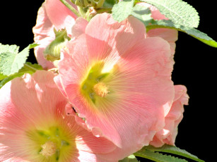 Картинка цветы мальвы